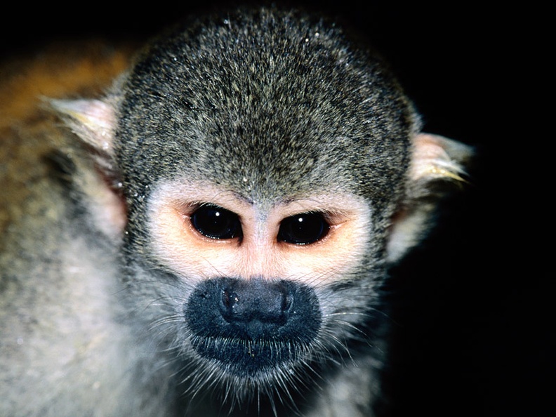 Squirrel Monkey